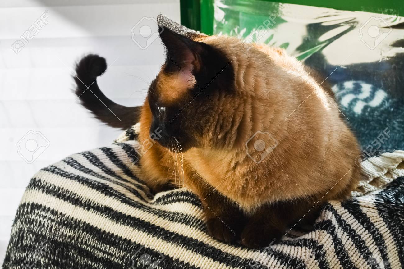 シャムやタイの猫は家の外窓の外に見えます の写真素材 画像素材 Image