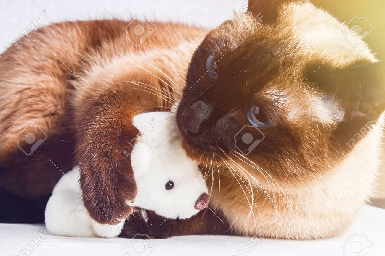 peluche de gato siames