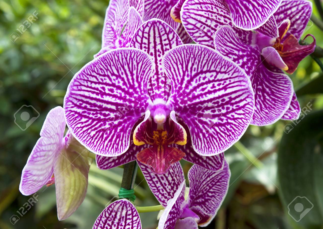 etiam-dictum-ipsum-a-felis