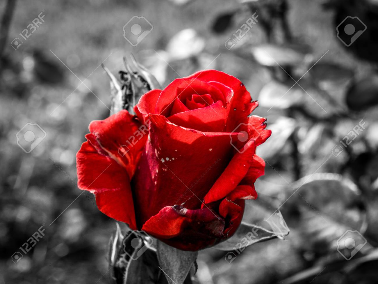 40 Bilder Rosen Schwarz Besten Bilder Von Ausmalbilder