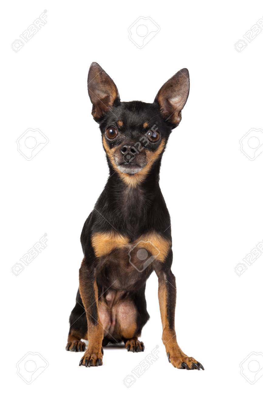 pocket pocket dog