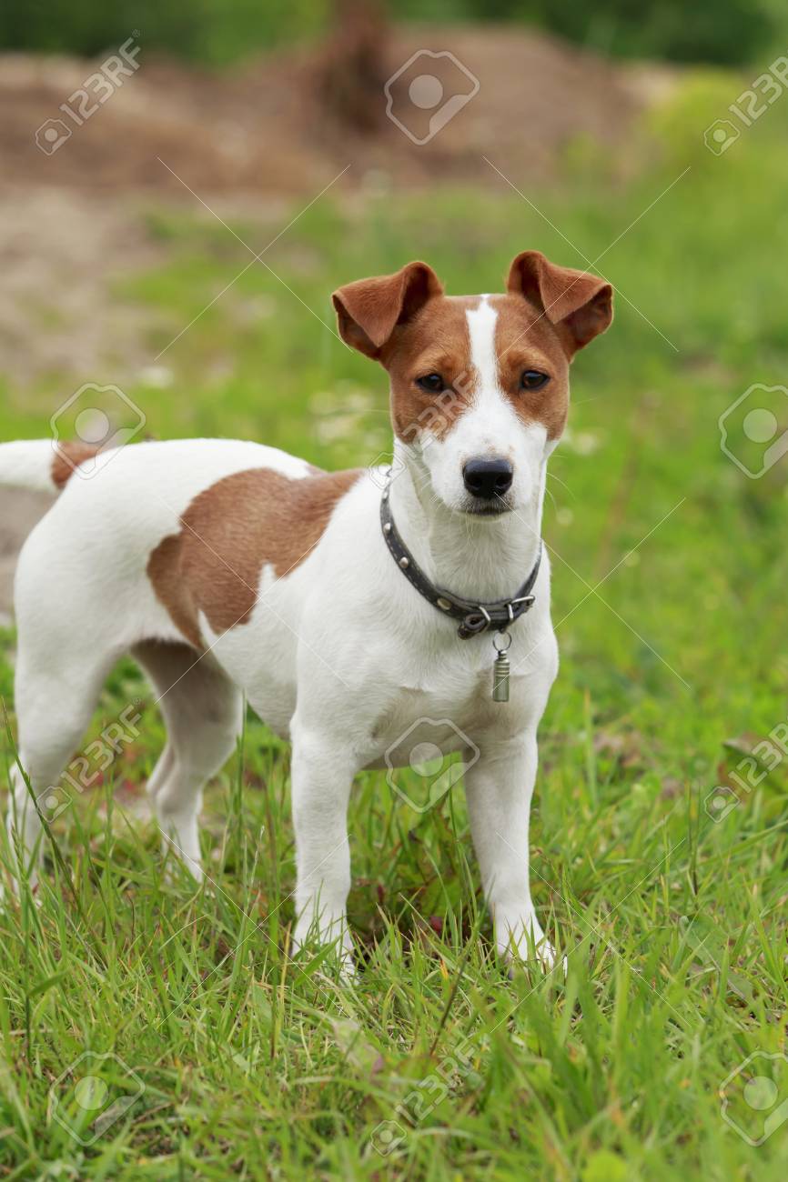 russell terrier