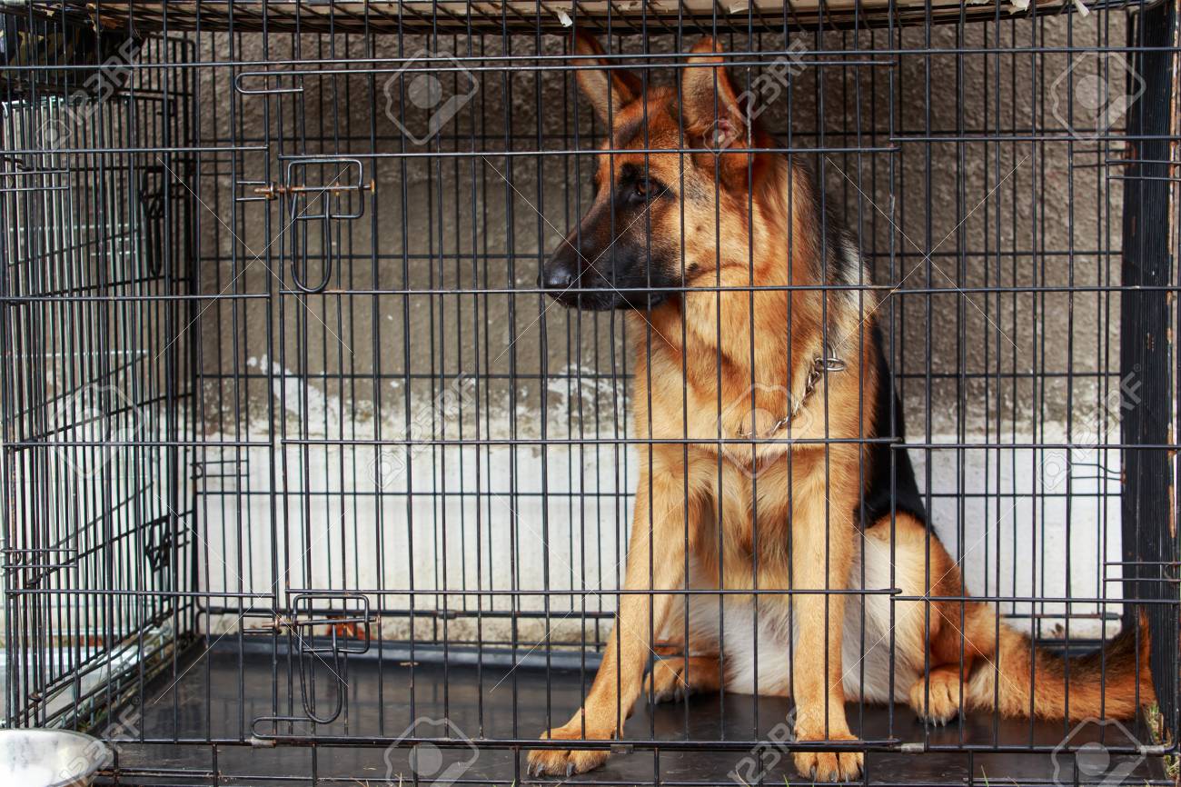 german shepherd cage