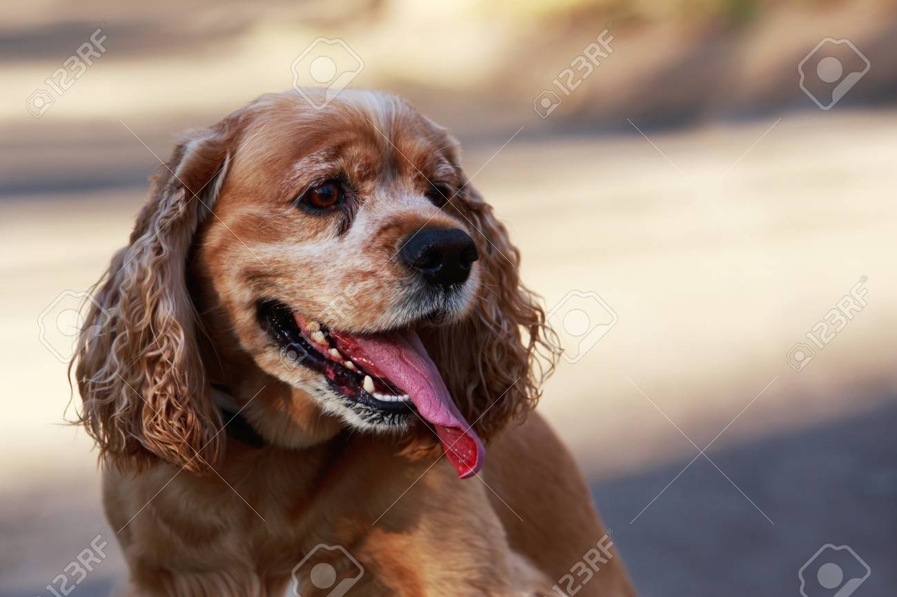 犬種アメリカン コッカー スパニエル の写真素材 画像素材 Image
