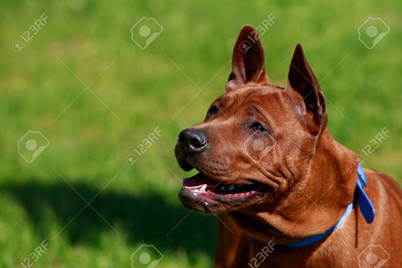 The Dog Breed Thai Ridgeback On Green Lawn