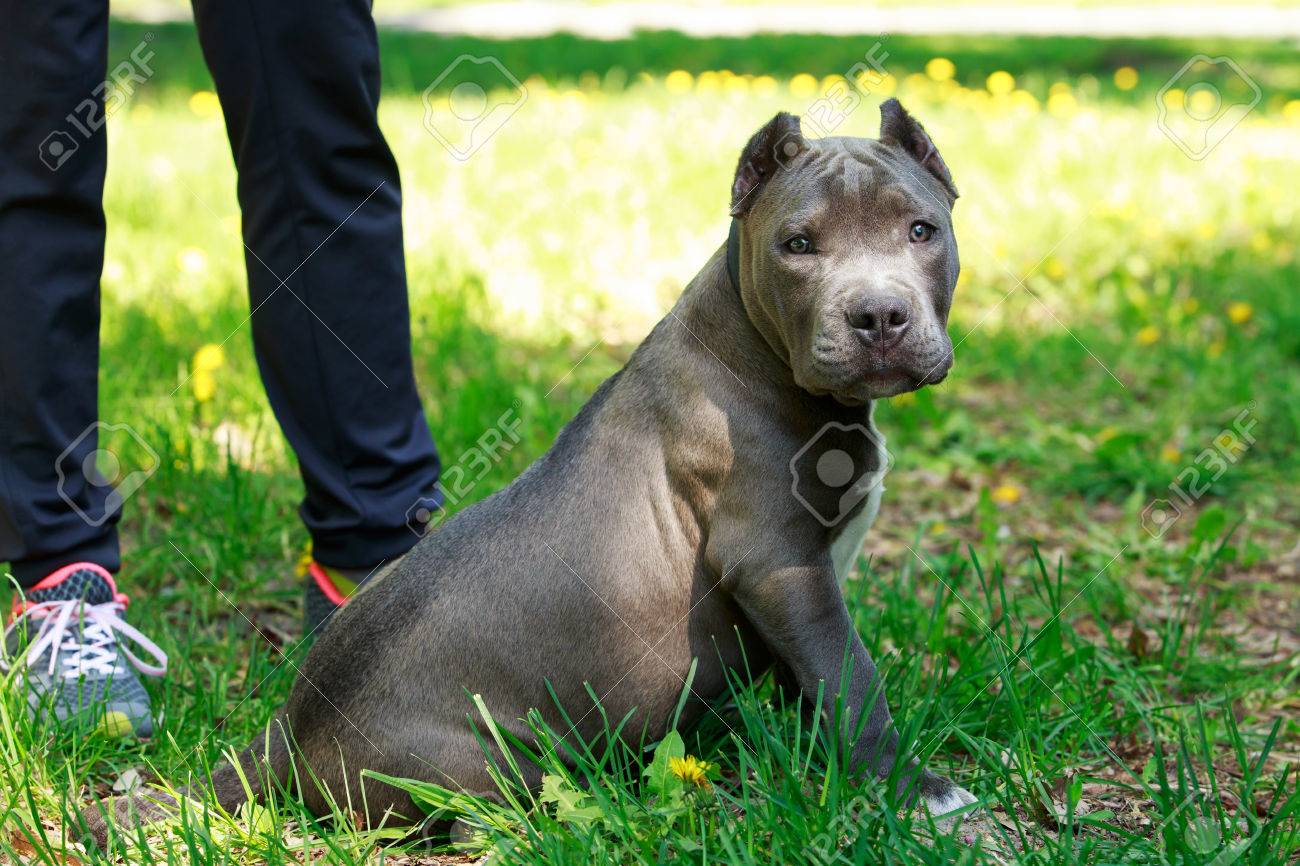 blue staffordshire terrier