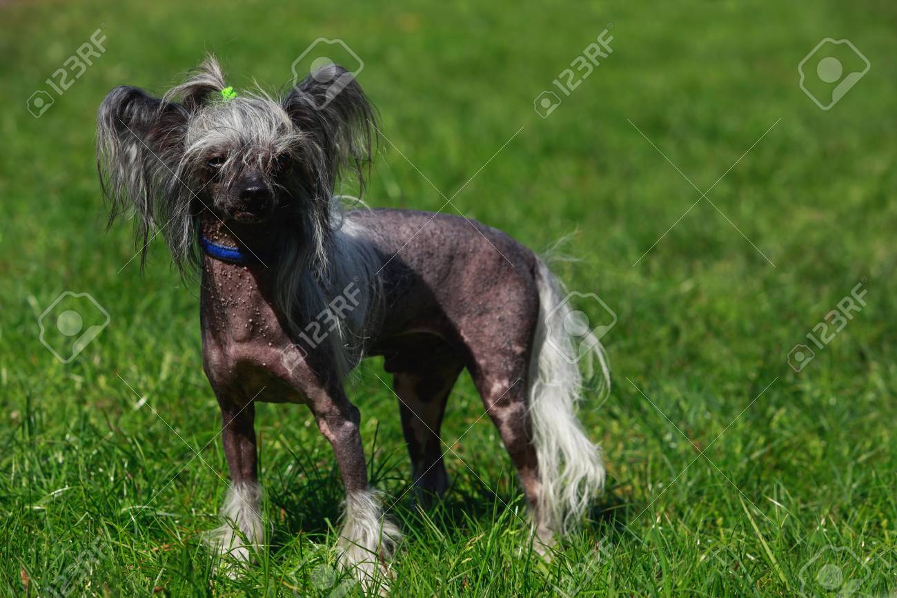 Race De Chien Chinois à Crête Sur Un Fond Dherbe Verte