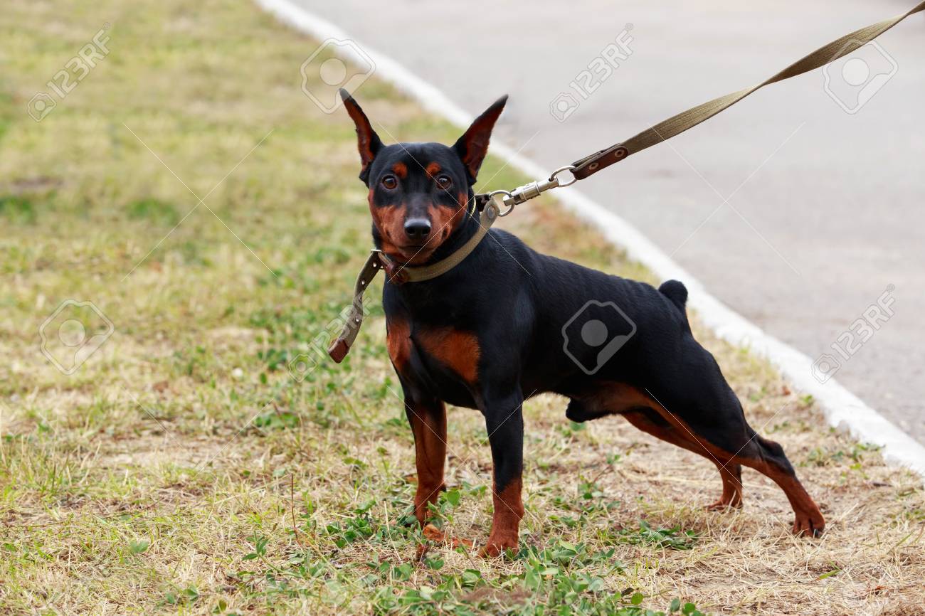 Dog Breeds Mini Pinscher In Autumn On Green Grass Stock Photo