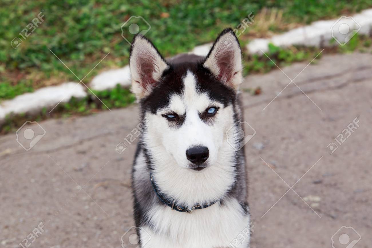 little husky breed