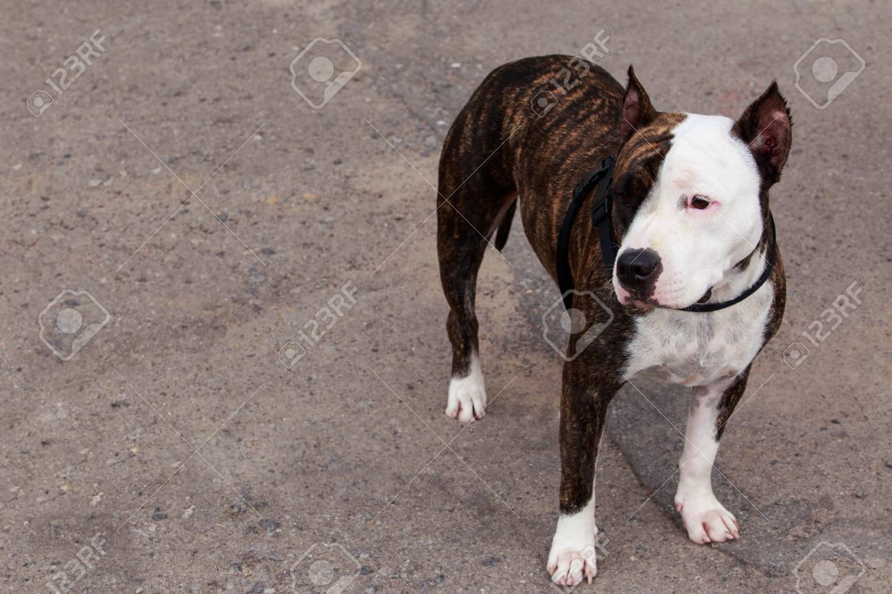 Dog Breed American Staffordshire Terrier On A Gray Background