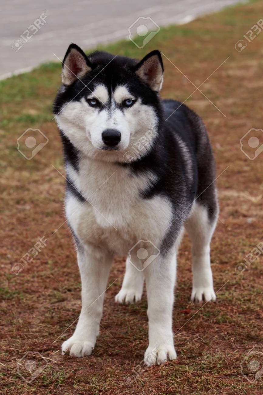 Dog Breed Siberian Husky Standing On The Lawn Stock Photo Picture And Royalty Free Image Image 83187267