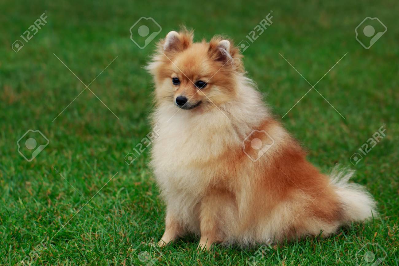 small spitz