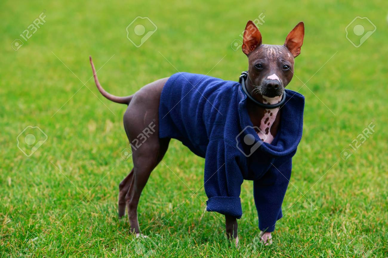 緑の芝生の上の犬種アメリカン ヘアレス テリア の写真素材 画像素材 Image