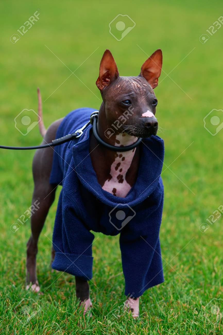緑の芝生の上の犬種アメリカン ヘアレス テリア の写真素材 画像素材 Image