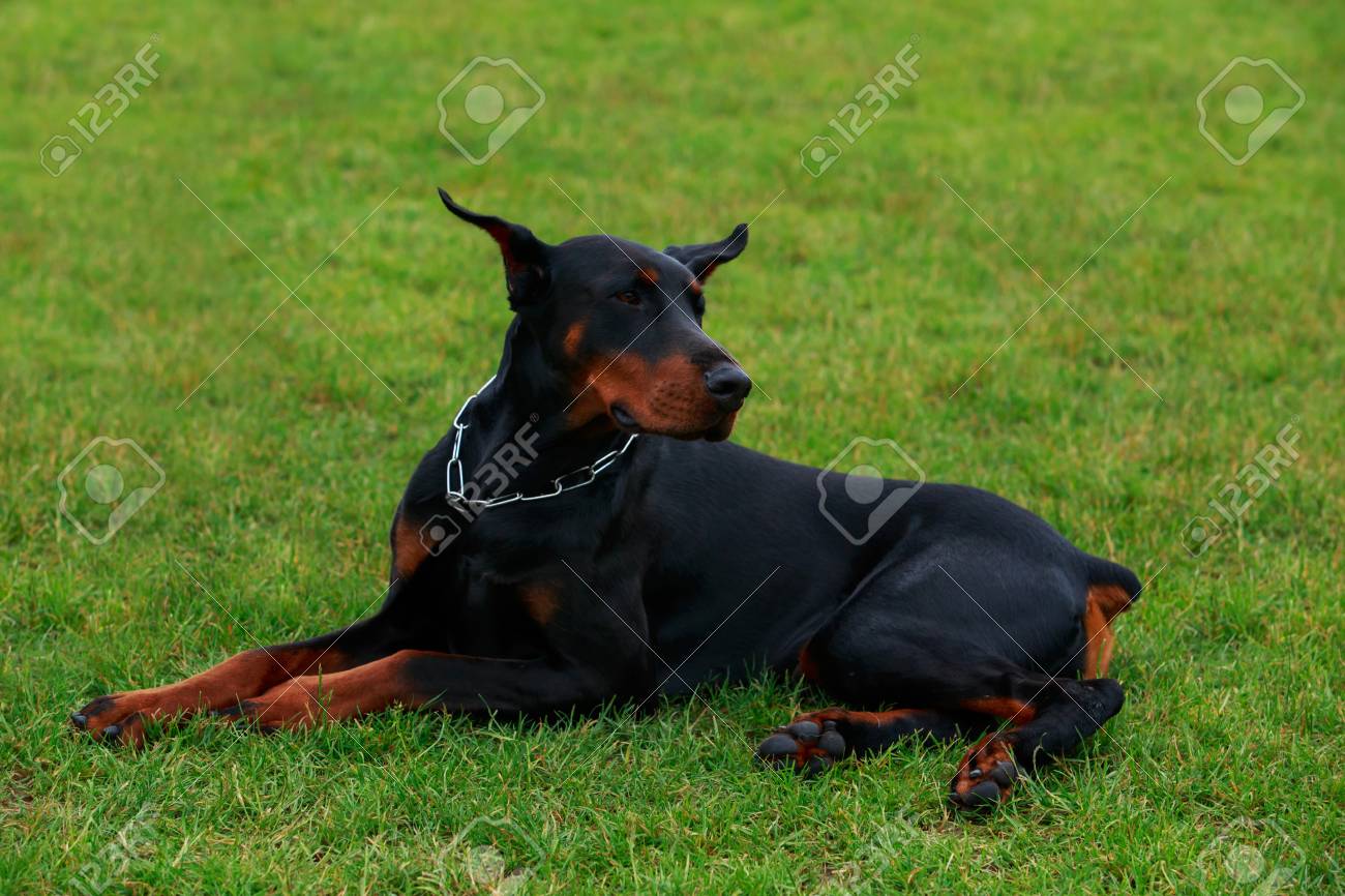 La Race De Chien Doberman Pinscher Est Allongé Sur Une Herbe Verte