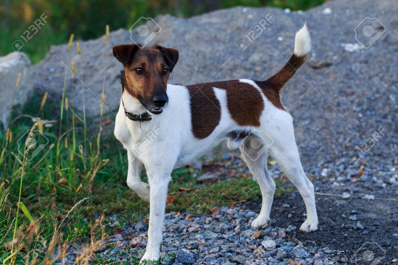 tan fox terrier