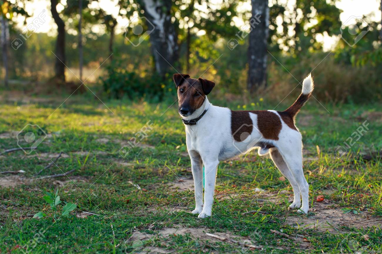 Dog Breed Smooth Haired Fox Terrier On Open Air Stock Photo