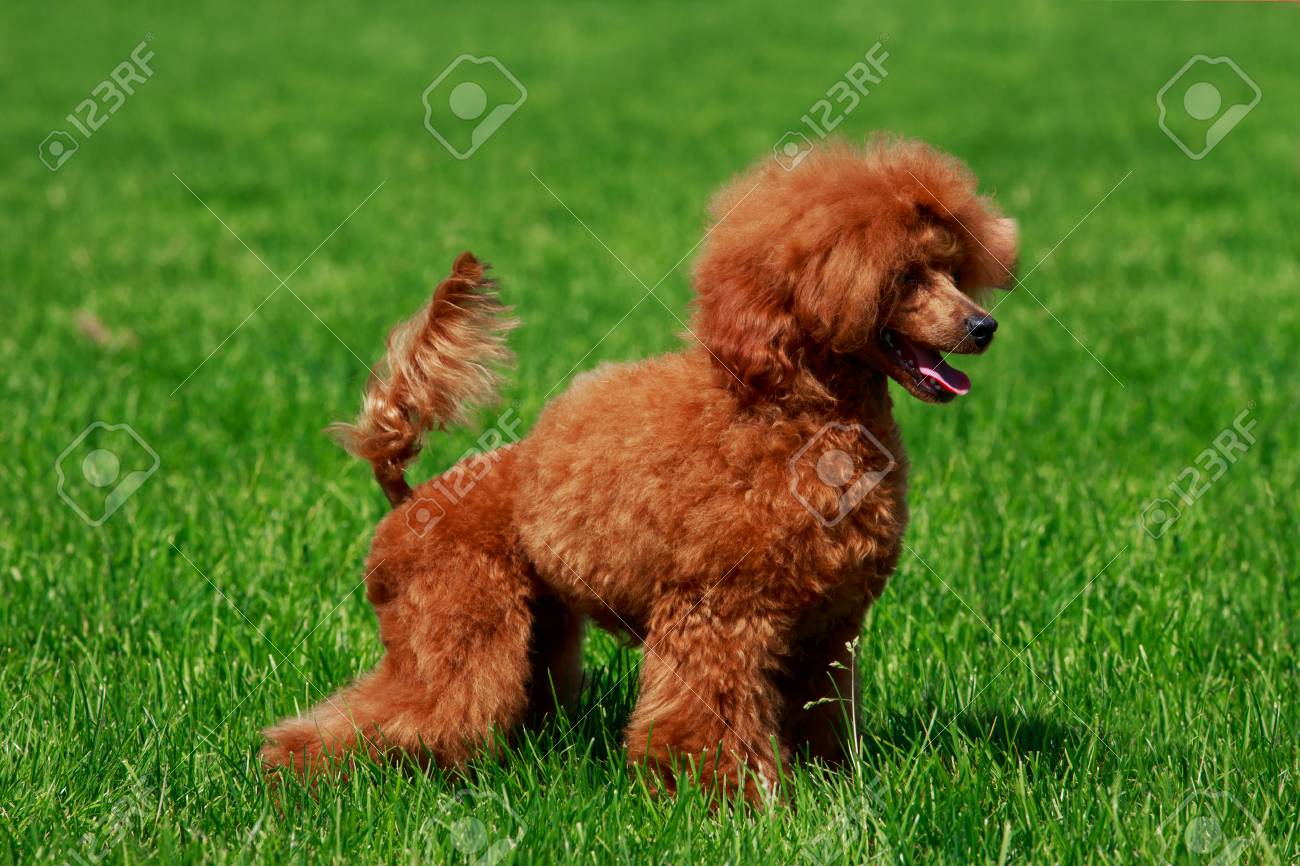 small miniature poodle