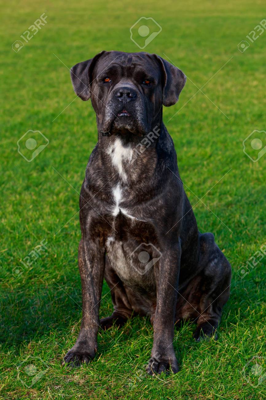 Dog Breed Italiano Cane Corso Sitting On The Green Grass In A
