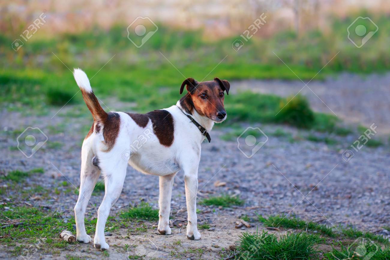 Dog Breed Smooth Haired Fox Terrier On Open Air Stock Photo