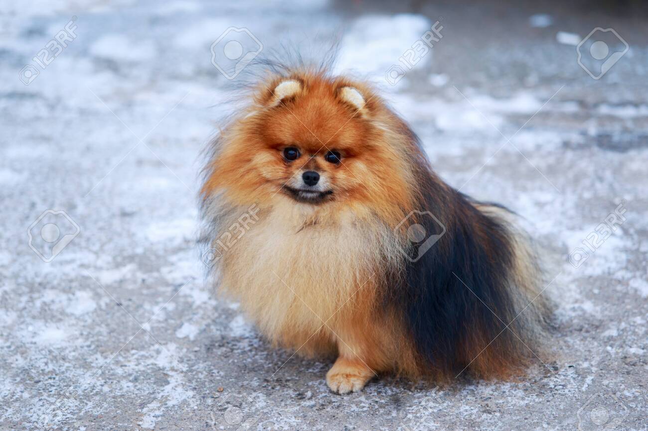 small dog breed pomeranian