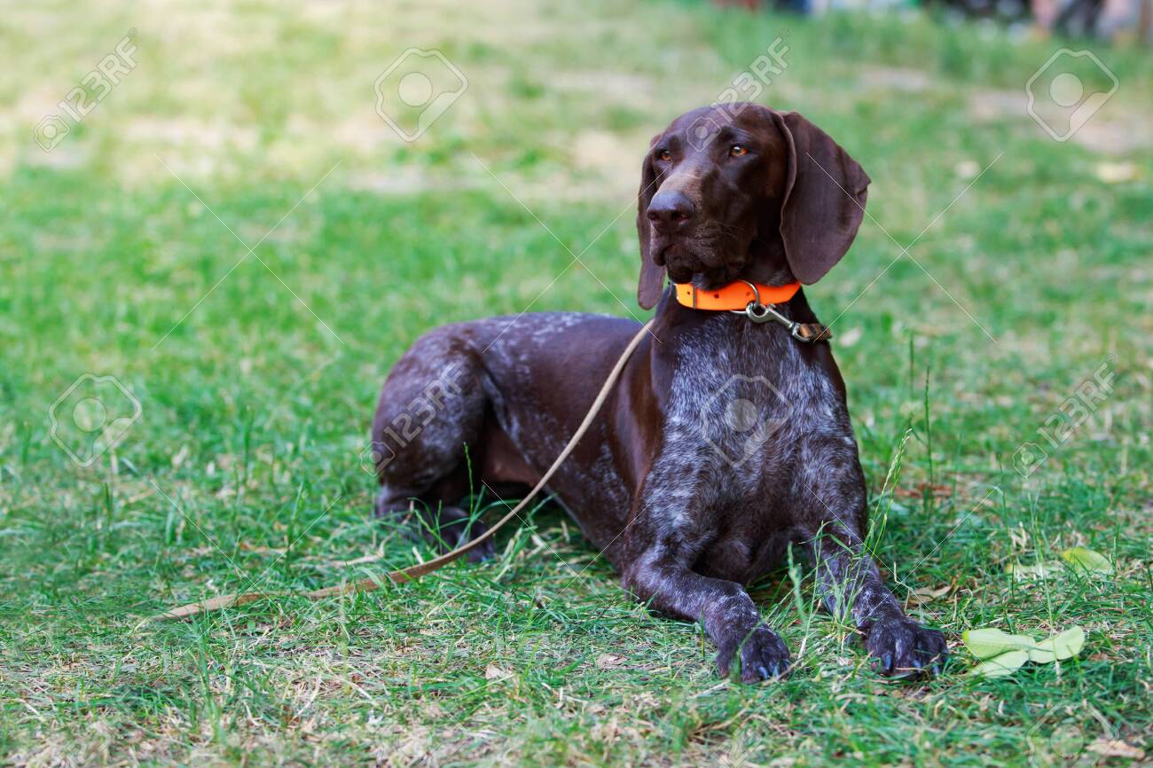 Dog Breed German Shorthair Pointer Close Up Stock Photo Picture