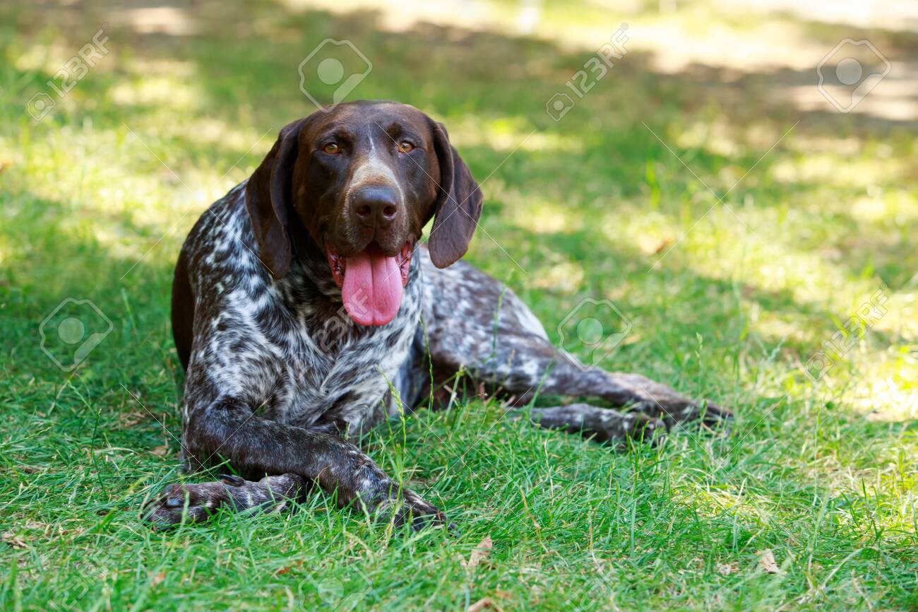 Dog Breed German Shorthair Pointer Close Up Stock Photo Picture