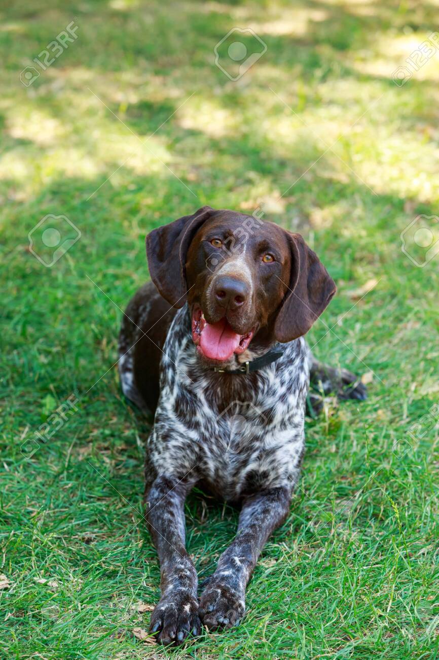 Dog Breed German Shorthair Pointer Close Up Stock Photo Picture