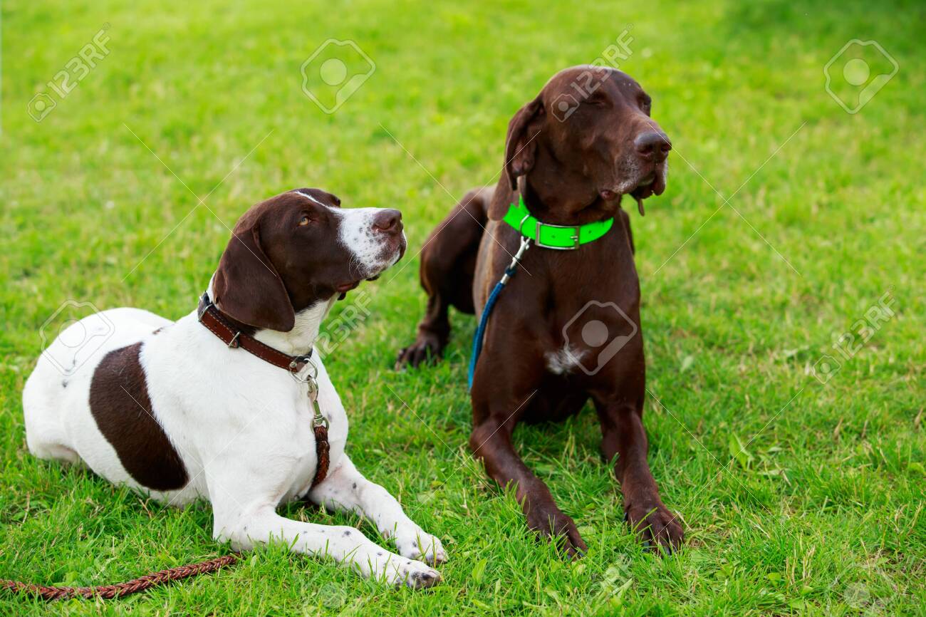 Two Dog Breed German Shorthair Pointer A Close Up Stock Photo