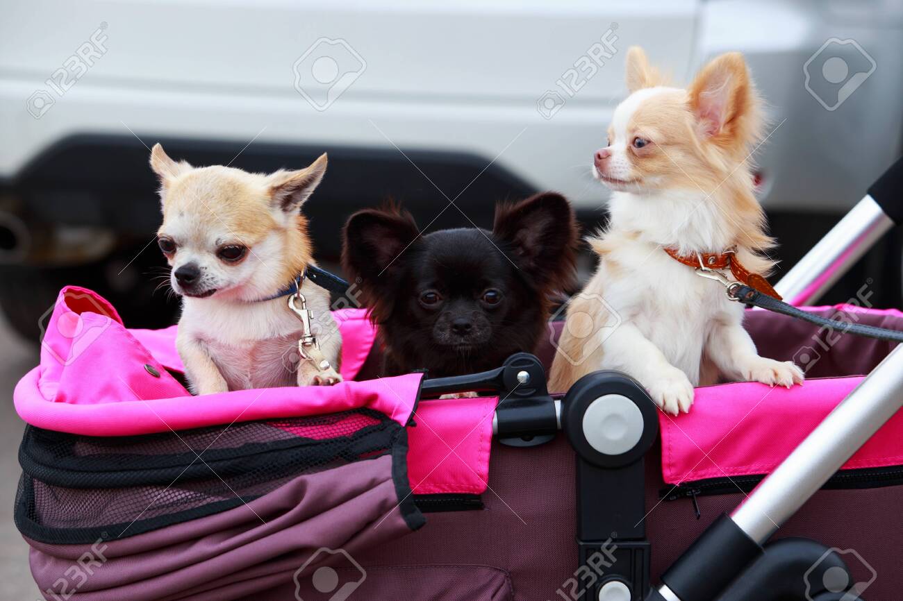 chihuahua stroller