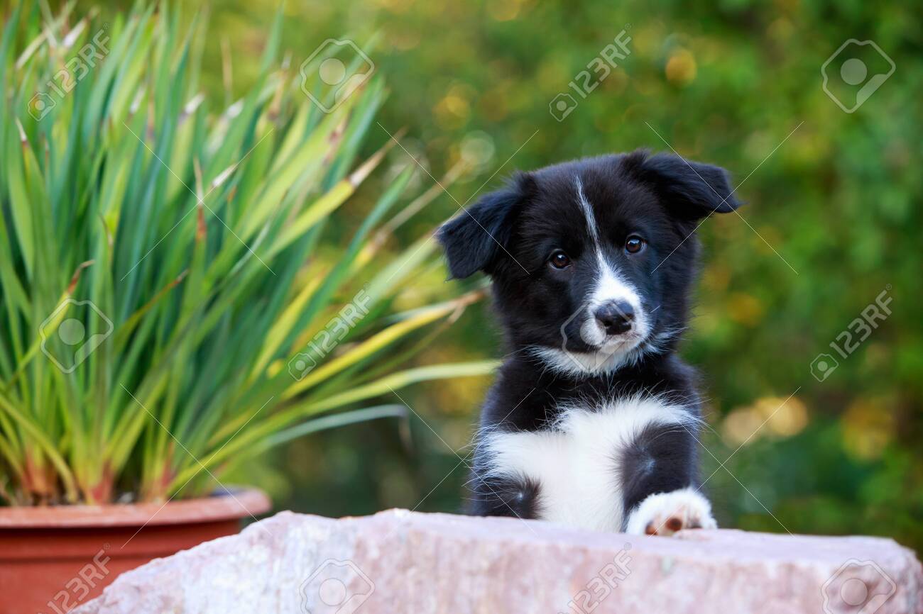 small border collie breed
