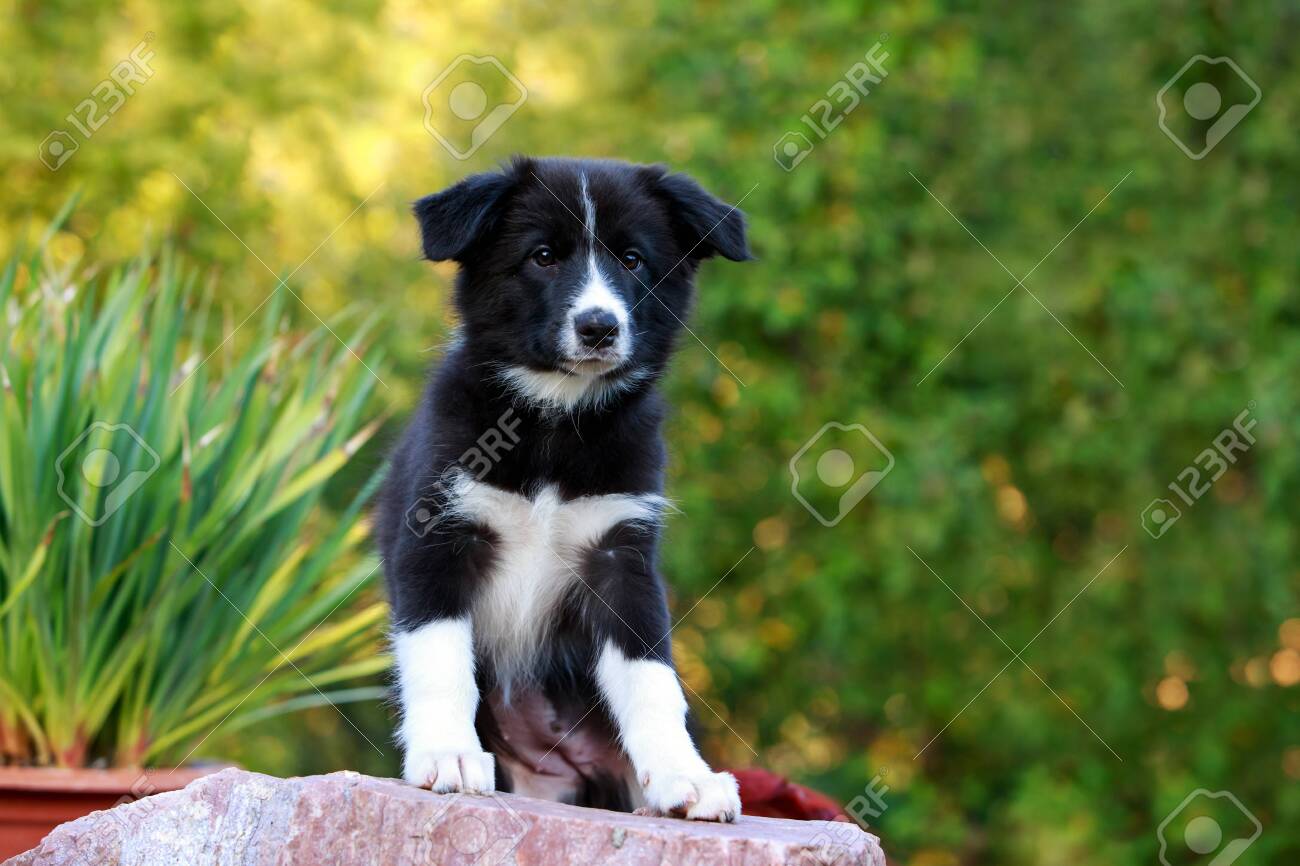 large border collie