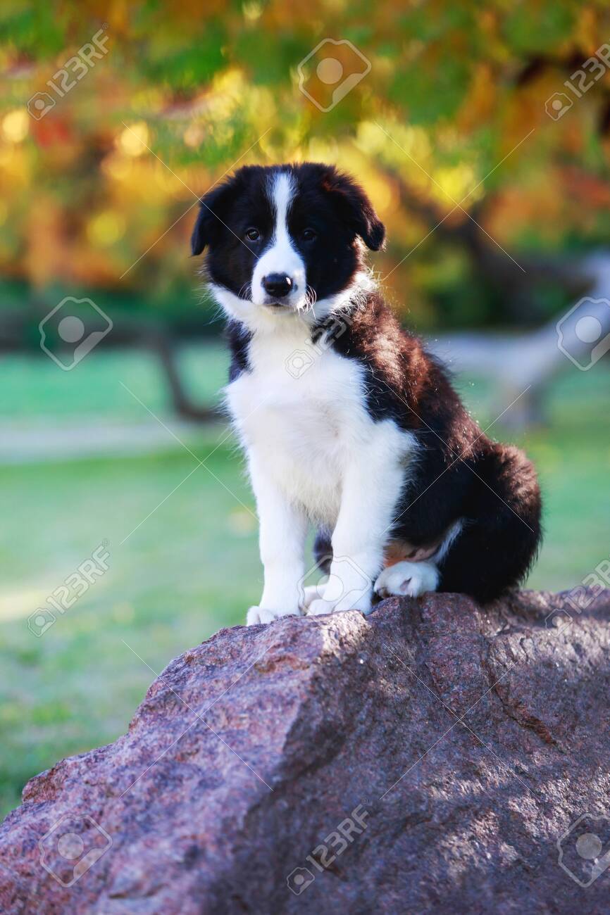 large border collie