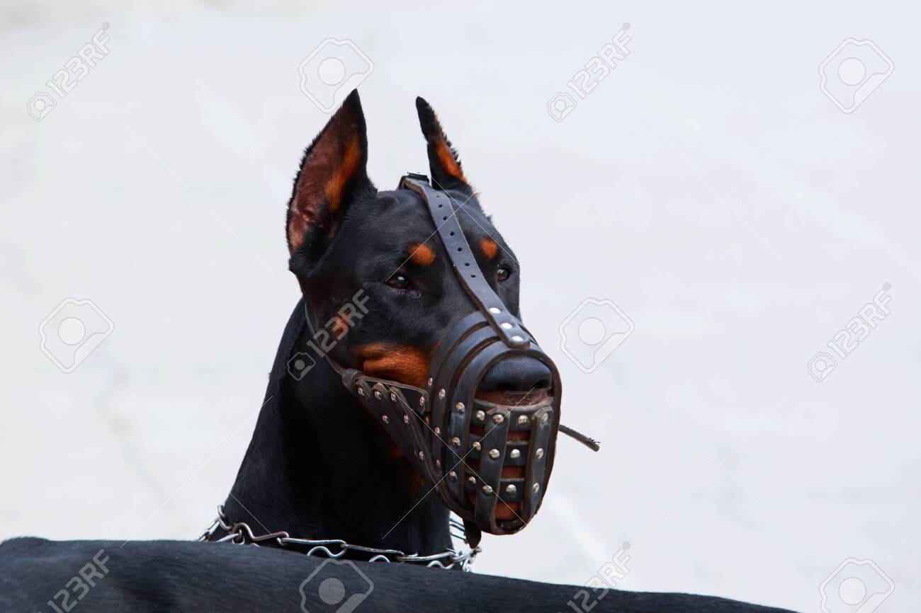 doberman muzzle