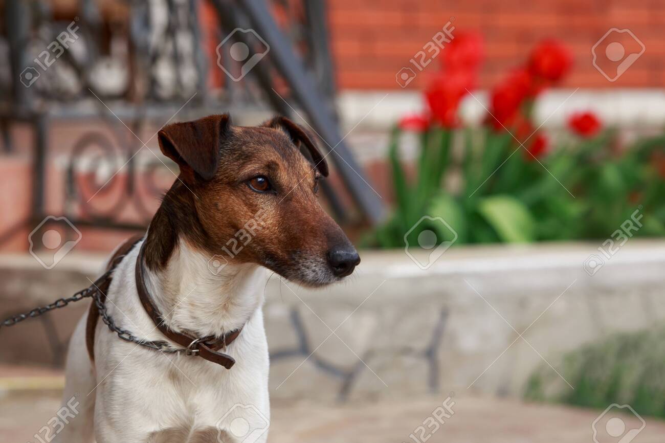 smooth haired terrier breeds