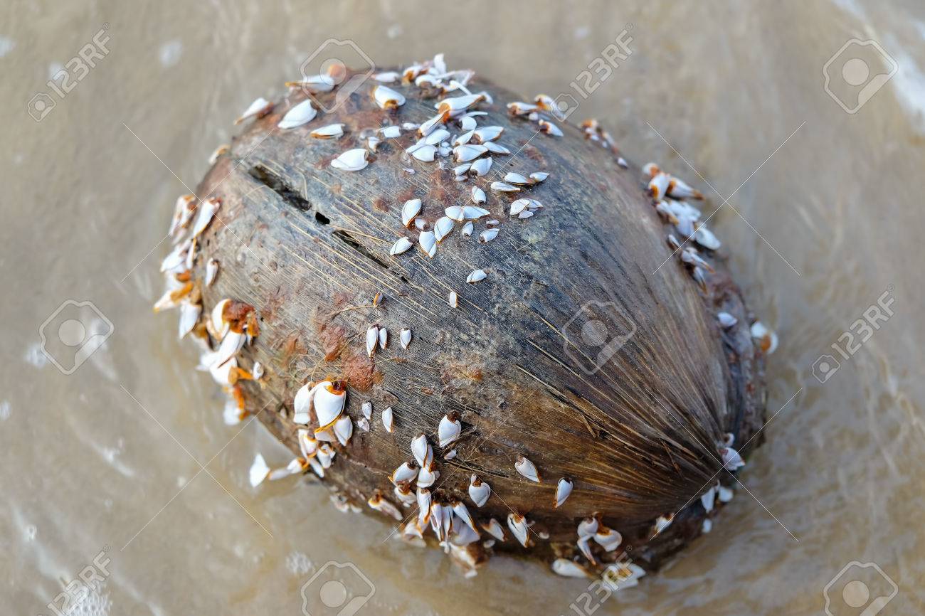goose barnacles or gooseneck barnacles on coconut stock photo