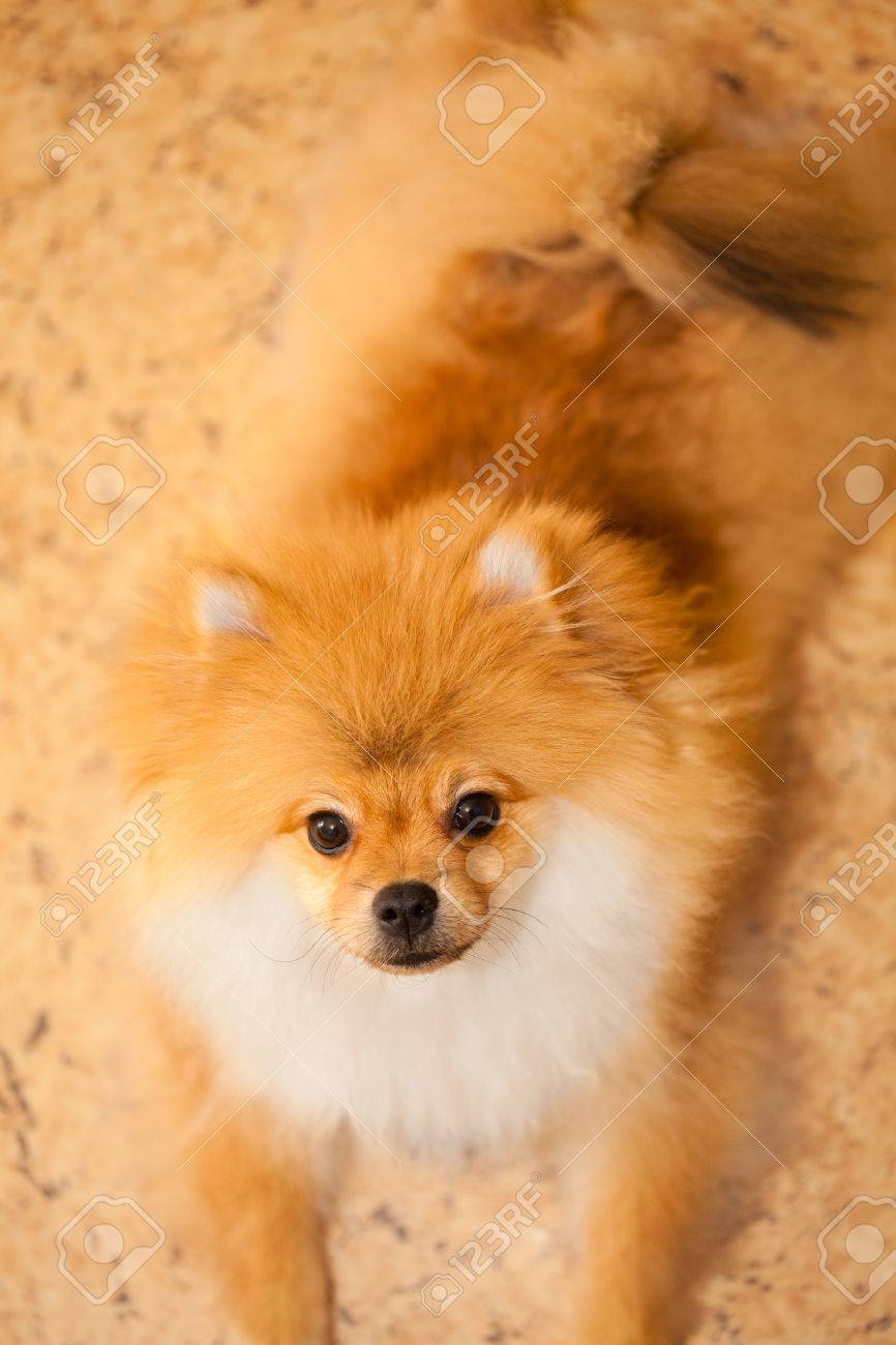 small spitz