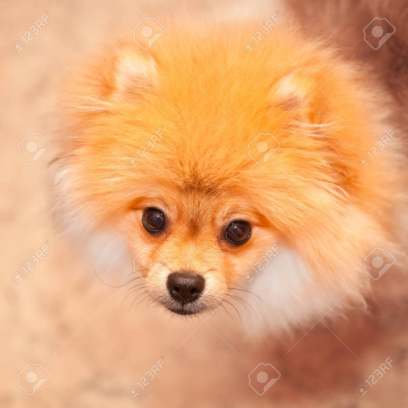 small spitz