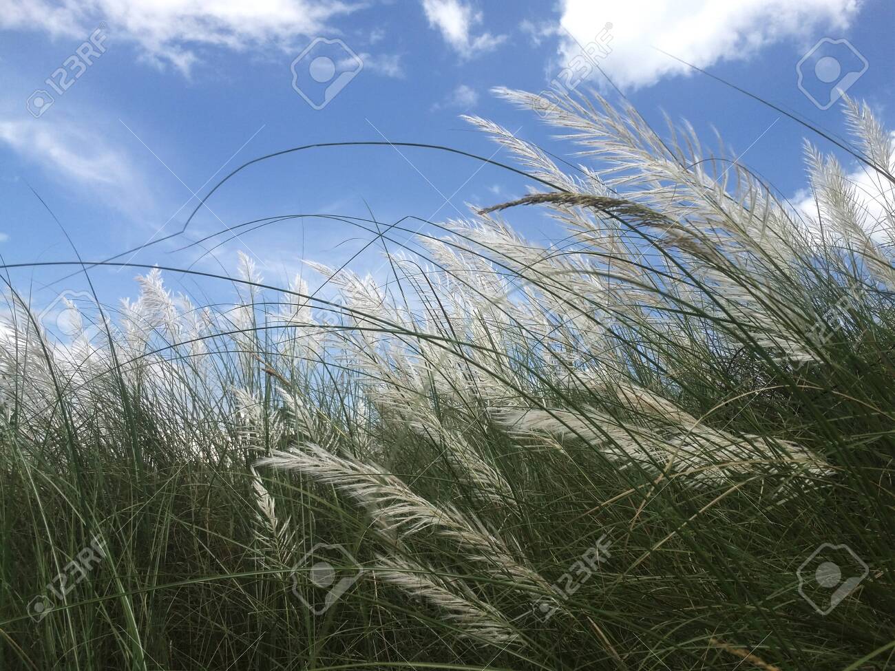 Beautiful White Wild Sugarcane Kash Or Kans Grass In India West Bengal Beside Agricultural Farmland Field In Durga Puja Festival Time With Blue Sky Weed Stock Photo, Picture And Royalty Free Image. Beautiful White Wild Sugarcane Kash Or Kans Grass In India West Bengal Beside Agricultural Farmland Field In Durga Puja Festival Time With Blue Sky Weed Stock Photo, Picture And Royalty Free Image.