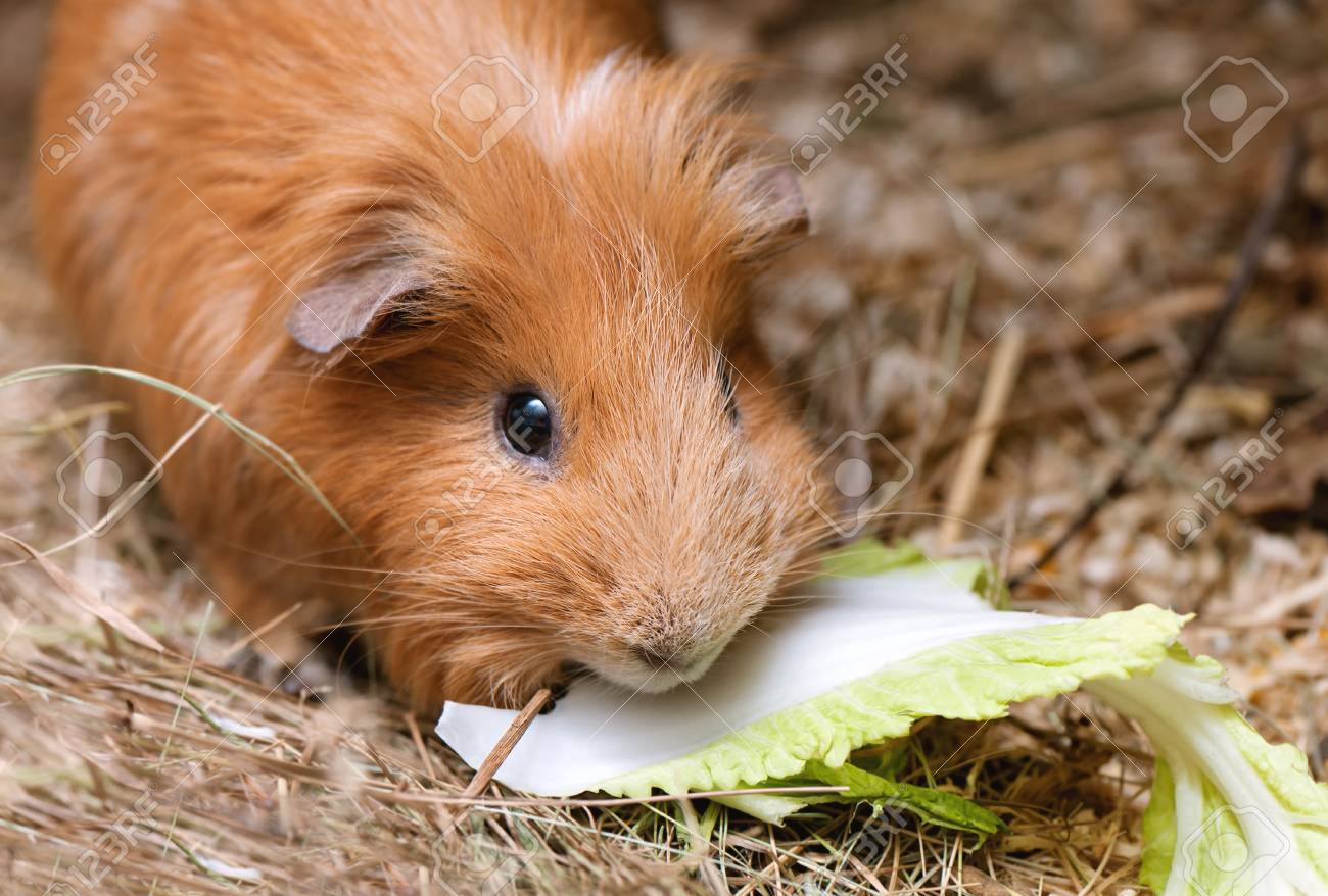 cabbage guinea pig