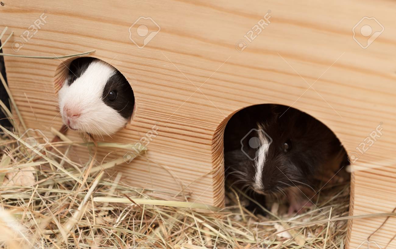 low income pet shots