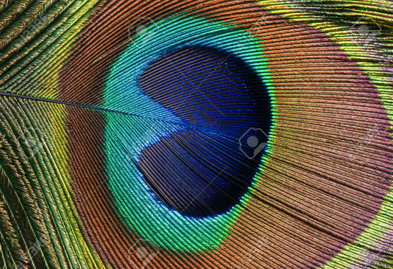 Close Up Of Brown Peacock Feather With Blue Eye Stock Photo, Picture and  Royalty Free Image. Image 184914248., image size:1300x890
