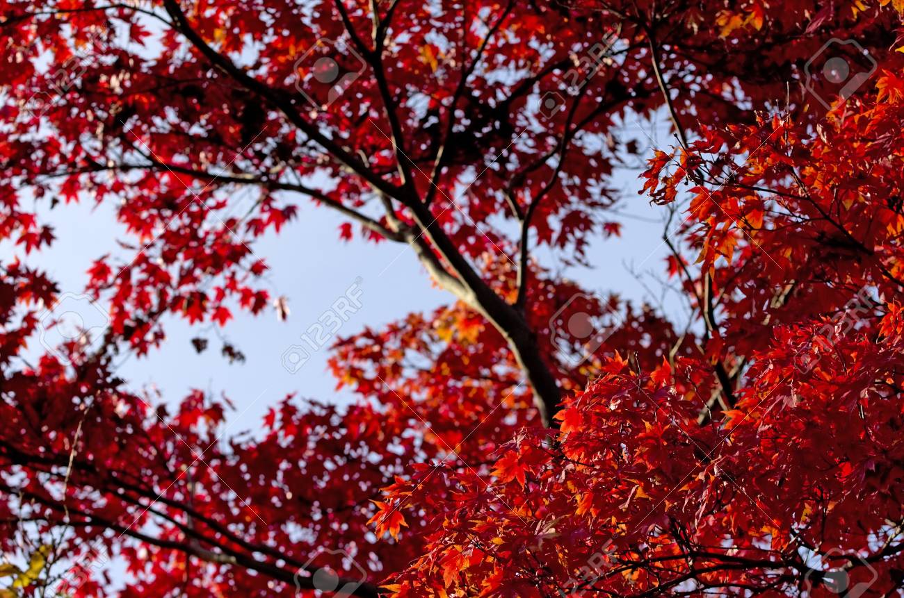Red Fall Tree Branch.Close-up Of Vibrant Red Autumn Maple Leaves