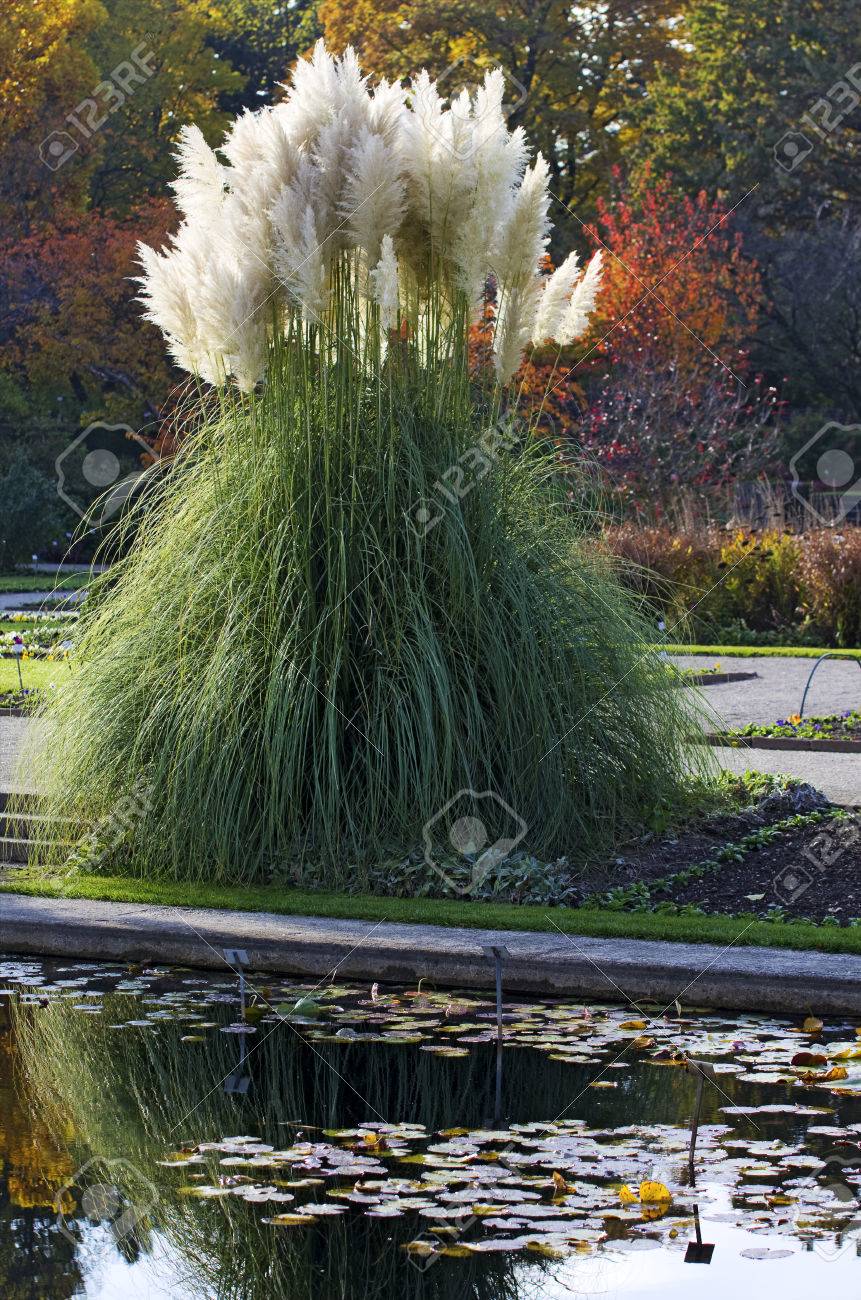 ニンフェンブルク ミュンヘン ドイツの植物園の秋に Cortaderia の花 の写真素材 画像素材 Image 47712489