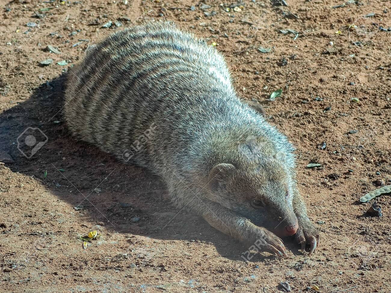 etiam-dictum-ipsum-a-felis