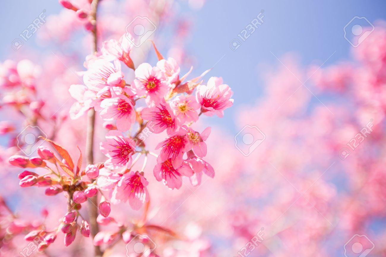 Pink Sakura Flower Blooming. Stock 