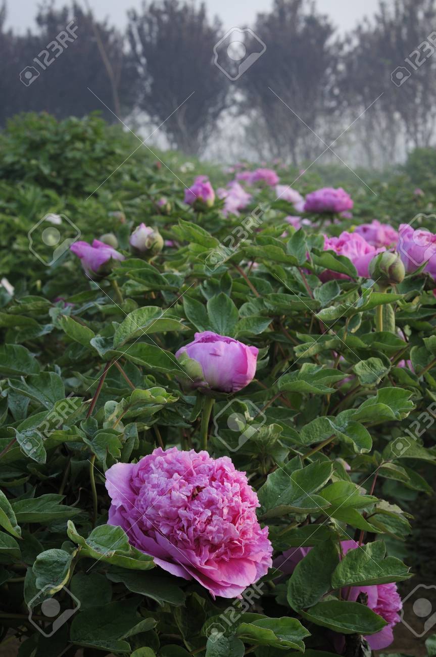 Spring Flowers In Full Bloom Stock Photo Picture And Royalty Free Image Image 7604