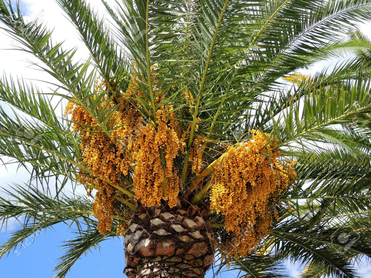 Arbre a datte Arbre a datte