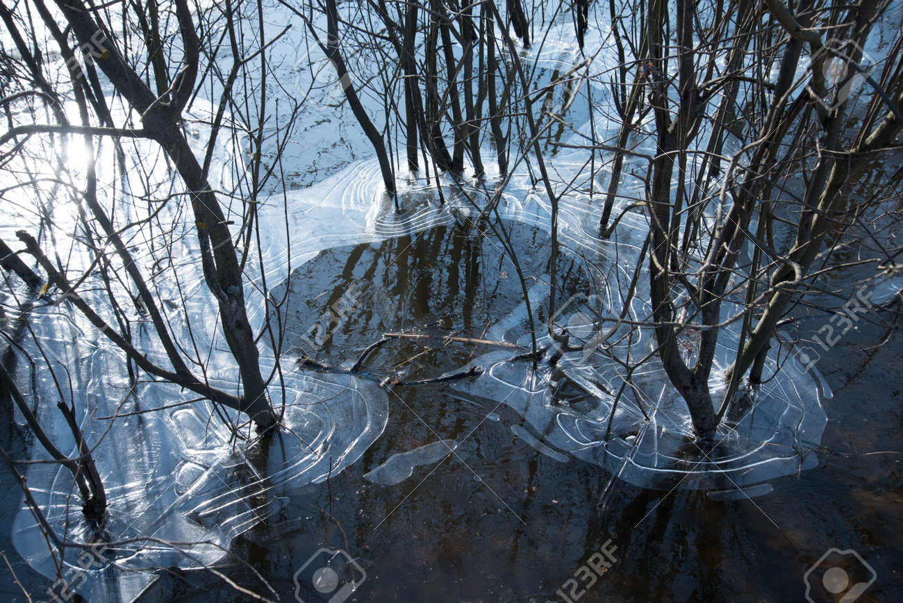 The ice covered the trunks of trees and bushes. Natural natural ice pattern. Frosts - 168593197 The ice covered the trunks of trees and bushes. Natural natural ice pattern. Frosts - 168593197