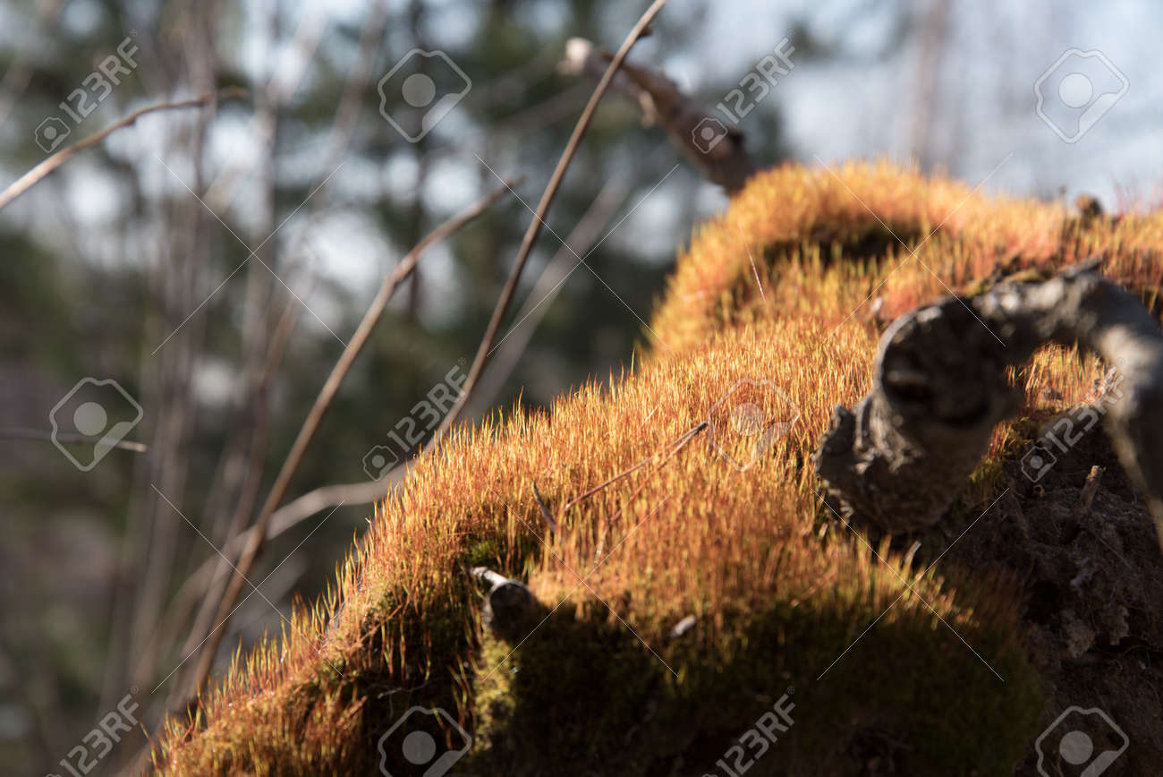 Many young sprouts of moss in the sun. Spring growth of moss. The texture of green shoots - 168593368 Many young sprouts of moss in the sun. Spring growth of moss. The texture of green shoots - 168593368